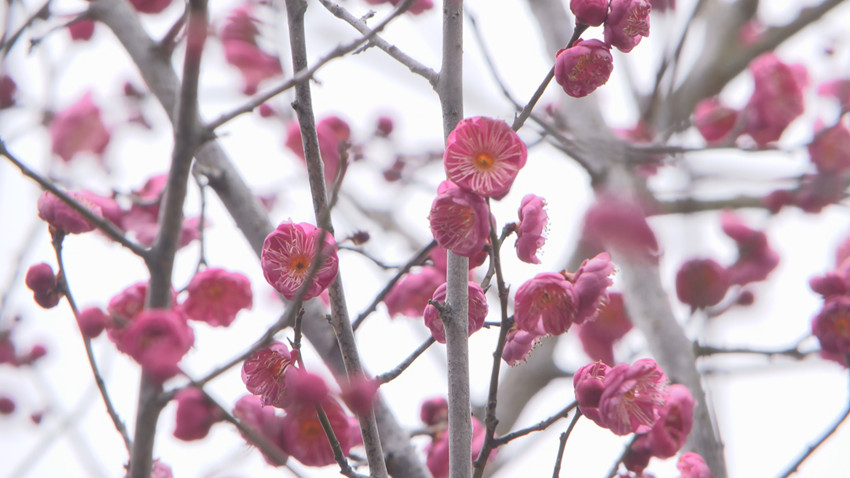 圖為梅花凌寒怒放。.jpg