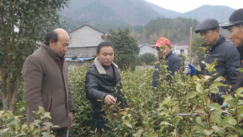 圖為農(nóng)技人員為茶農(nóng)進(jìn)行修剪指導(dǎo).jpg