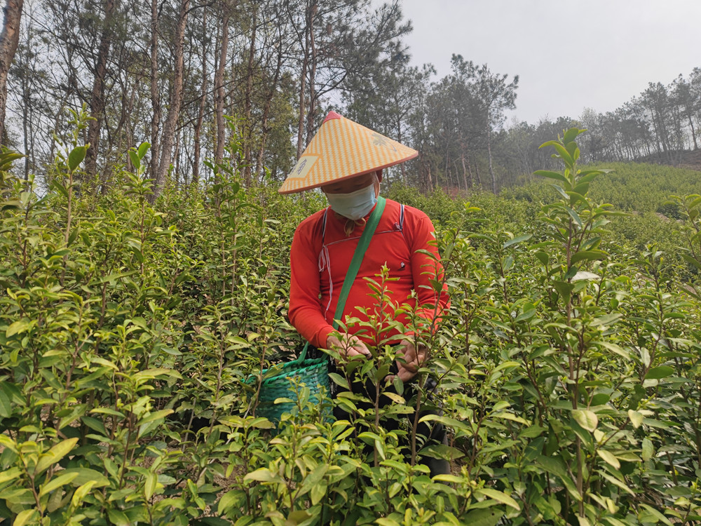 春暖茶飄香 茶農采茶忙.jpg