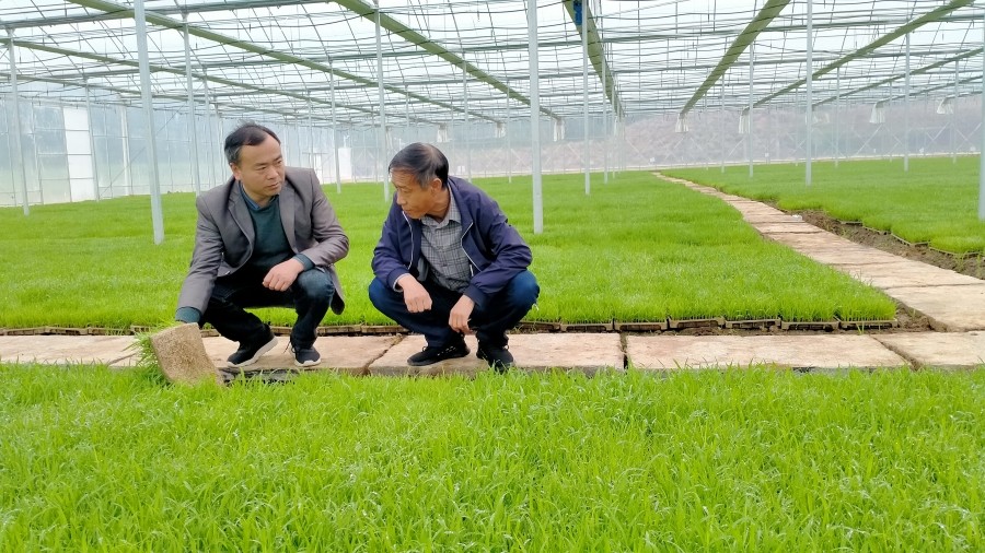 農技專家走進育秧工廠提供技術指導(1).jpg