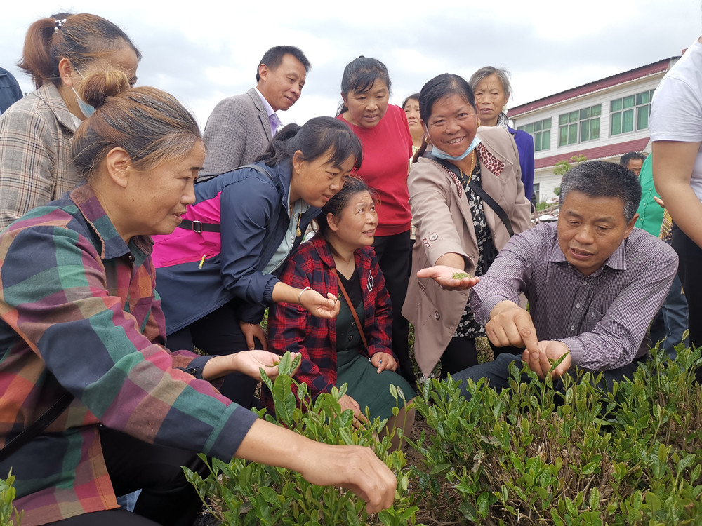 圖為專家對學員進行茶葉采摘手把手指導。.jpg