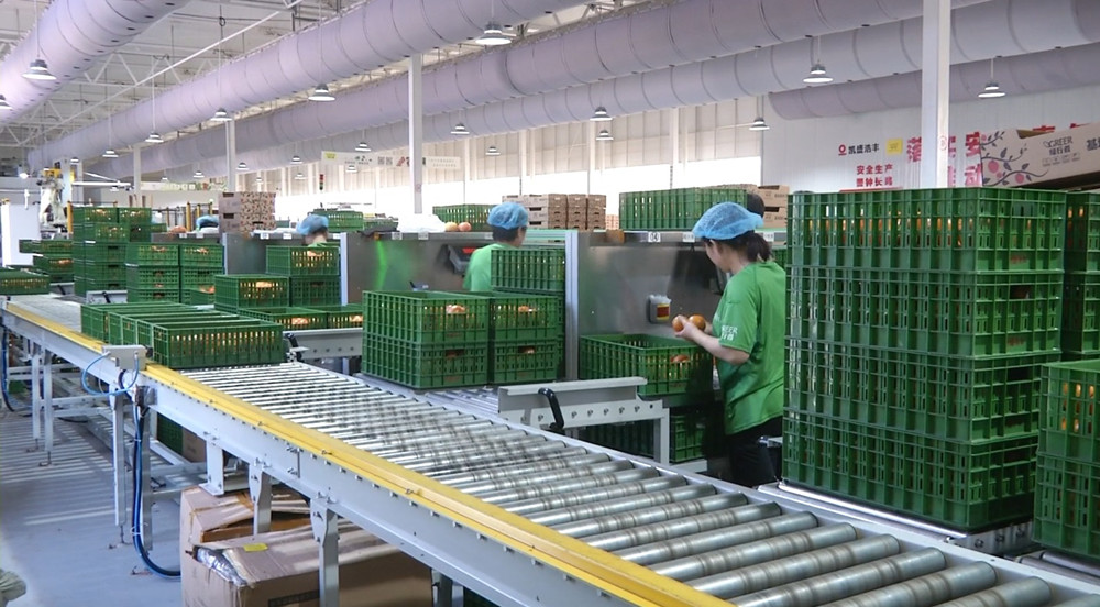 圖為工人打包番茄.jpg