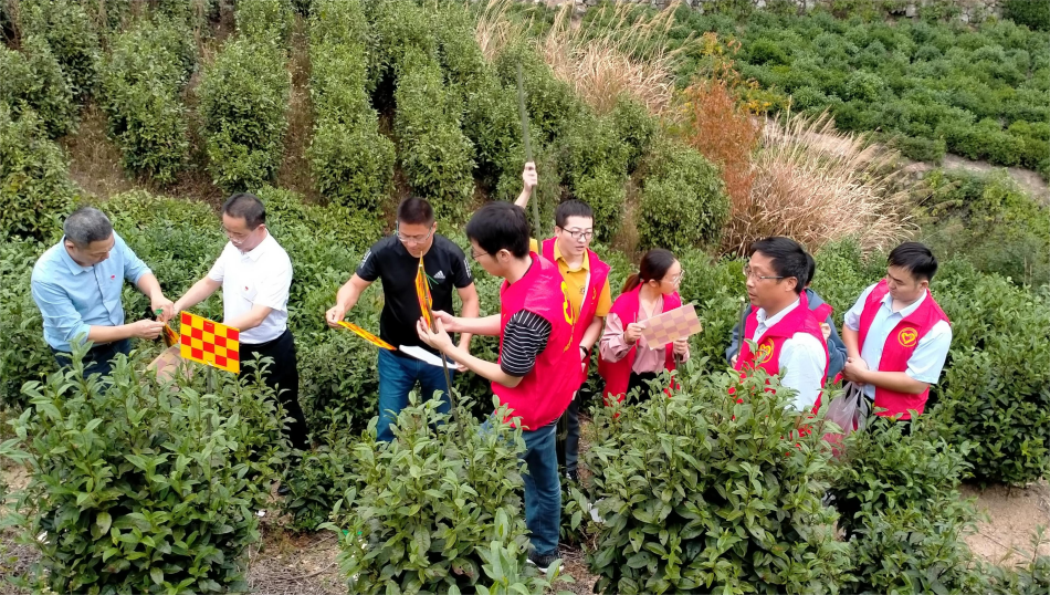 農業農村局送粘蟲板進茶園并提供技術指導(1).png