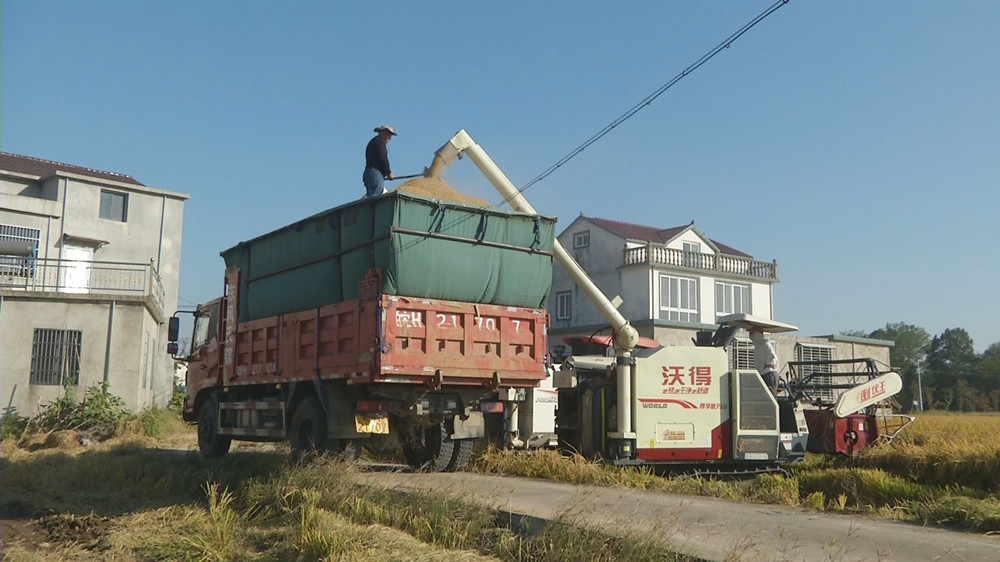 圖為收割現(xiàn)場.jpg