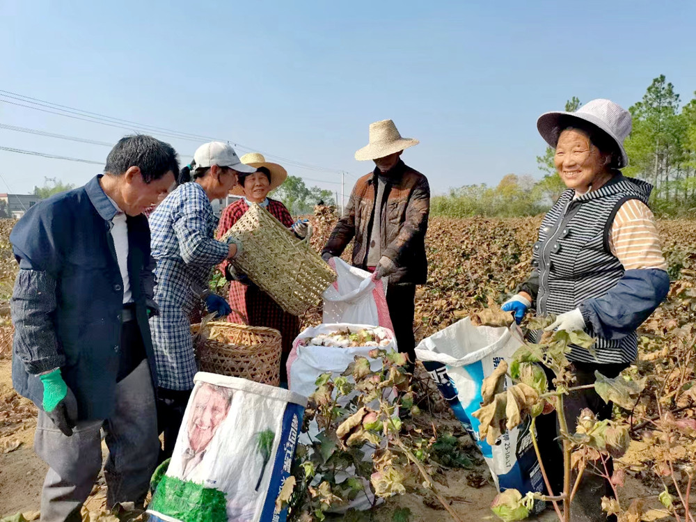 圖為九年村兩委帶領群眾和志愿者在采摘棉花2.jpg