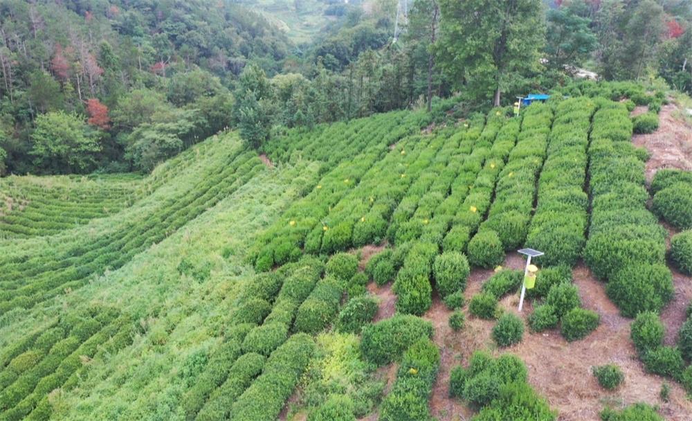 4數字化示范茶園.jpg