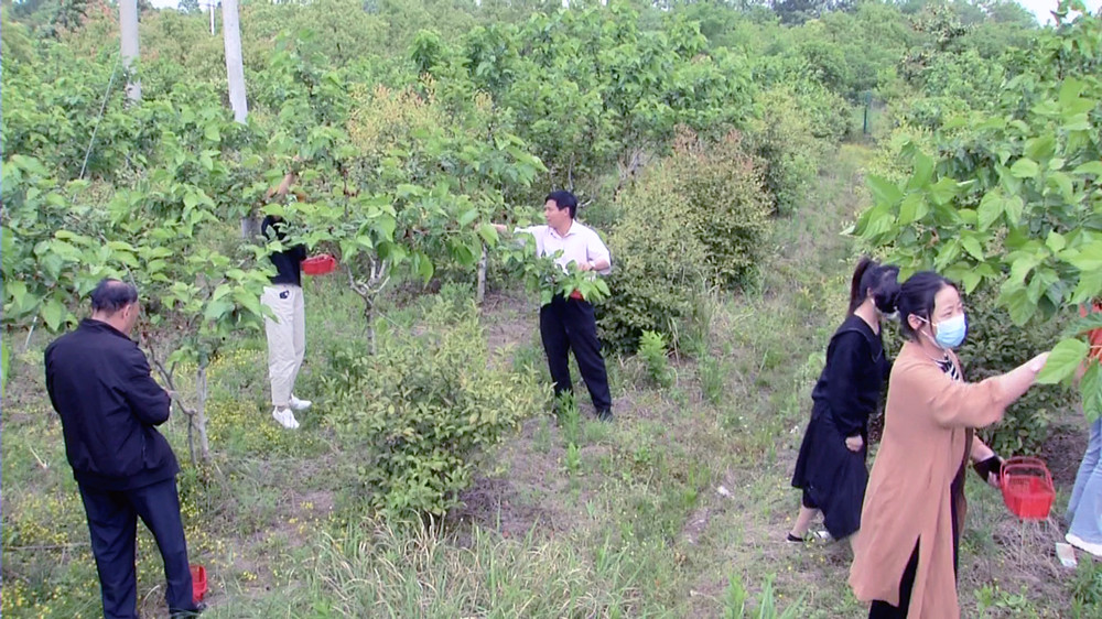 圖為游客正在呂亭鎮桑葚園里采摘桑葚（資料圖）.jpg