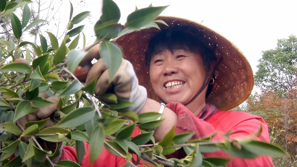 圖為正在采摘油茶的呂亭鎮連山村村民.jpg