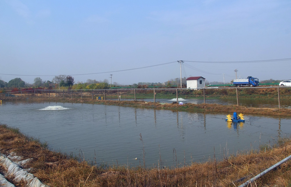 鱖魚、鱸魚養殖基地 一瞥.JPG