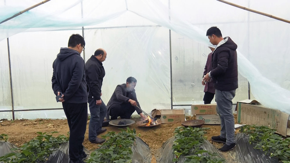 圖為種植戶正在農技人員的指導下為大棚燒炭增溫.jpg