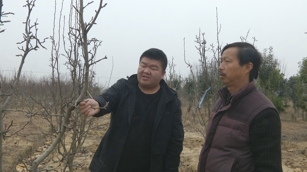 圖為阮景（左）查看果樹長勢.jpg