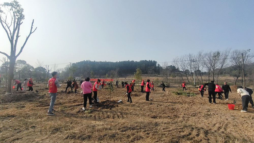 圖為植樹現(xiàn)場(chǎng)。.jpg