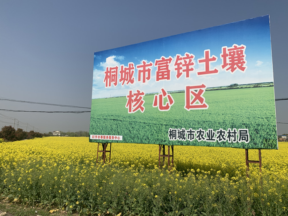 農(nóng)業(yè)農(nóng)村部油菜科技小分隊(duì)來桐調(diào)研指導(dǎo)油菜生產(chǎn)4.jpg