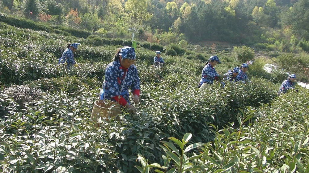 圖為采摘現場.jpg