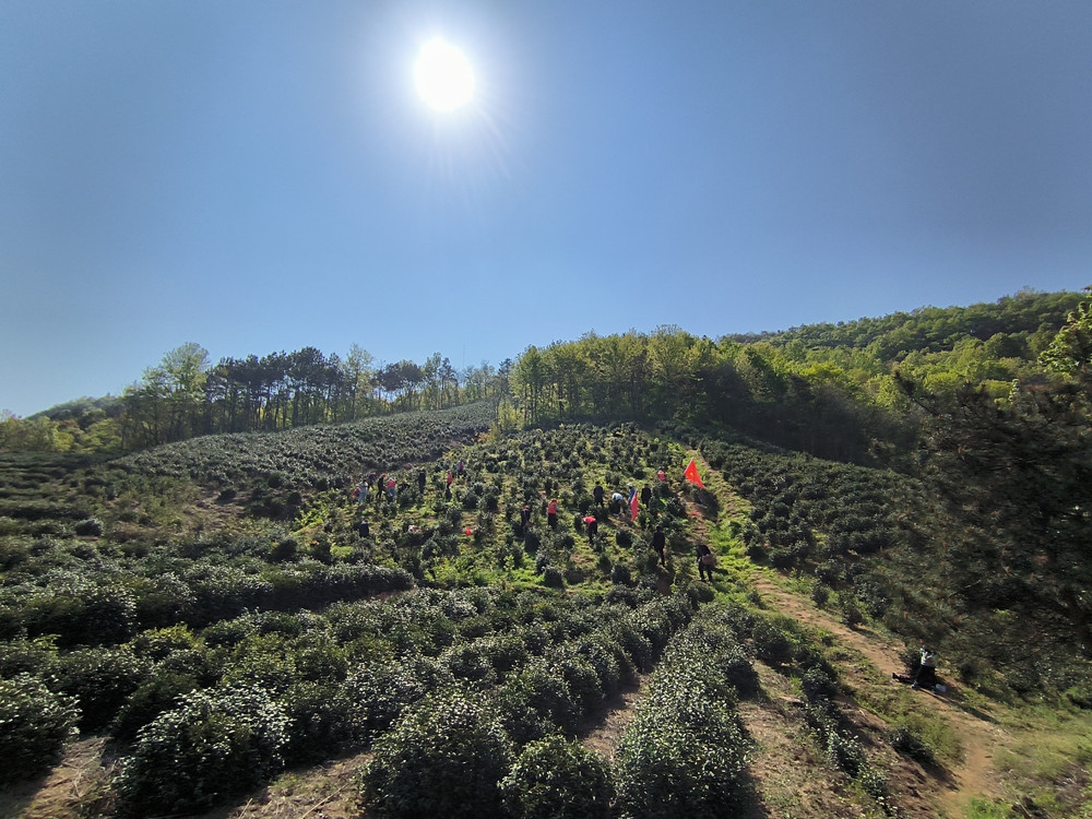 桐城市呂亭鎮：黨旗飄在茶山上，活動開在茶園里1.jpg
