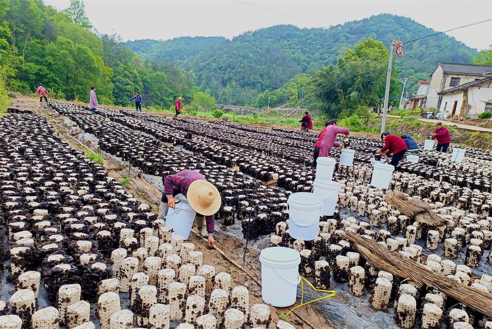 圖為村民正在進行木耳采收工作。.jpg
