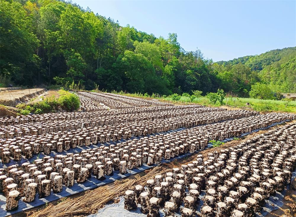 圖為木耳基地。.jpg