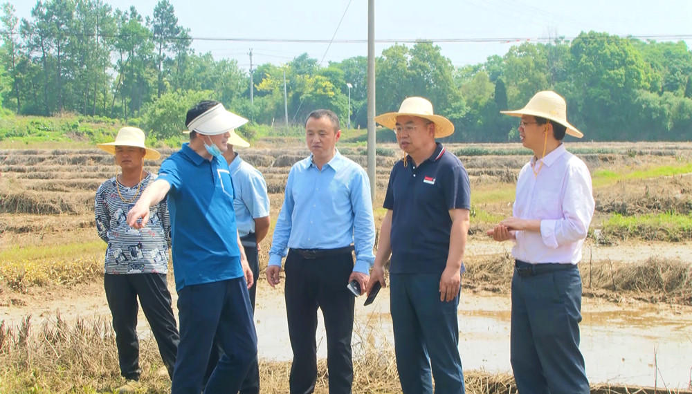 圖為安徽省農業農村廳科教處處長、一級調研員韓偉明和當地農業部門在桐城市金神鎮小麥受淹田塊查災核災，指導抗災.jpg