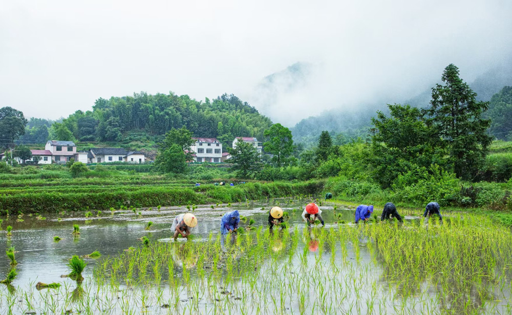 圖為第七屆插秧節(jié) 插秧比賽現(xiàn)場(chǎng).jpg