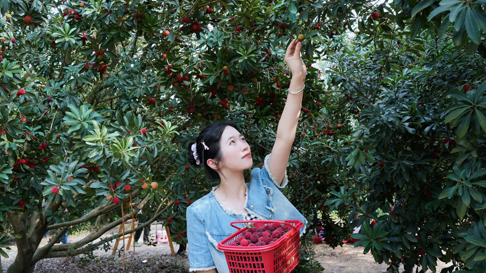 圖為游人正在采摘楊梅。.jpg