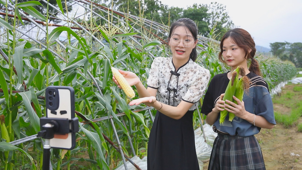 圖為圣芯正和同學在玉米種植基地里幫助種植戶直播帶貨1.jpg