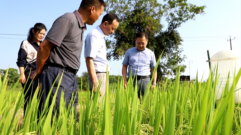 指導組田間指導.jpg