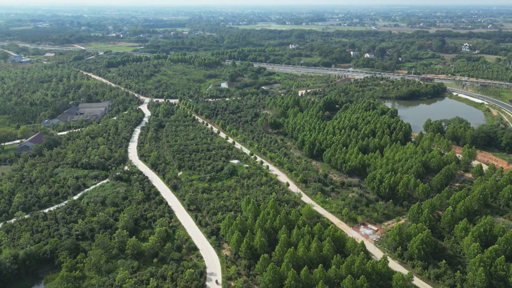 圖為航拍下的新渡鎮薄殼山核桃基地.jpg