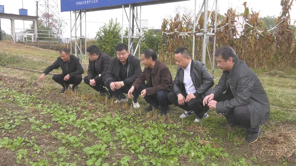 圖為科技特派團查看油菜.jpg