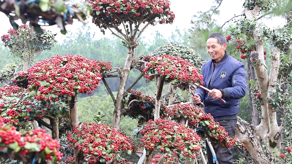 【我們的綠水青山】安徽桐城：苗木種植 鄉[00_03_00][20231212-163534].jpg