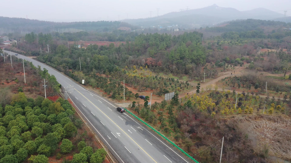 【我們的綠水青山】安徽桐城：苗木種植 鄉[00_00_10][20231212-163446].jpg