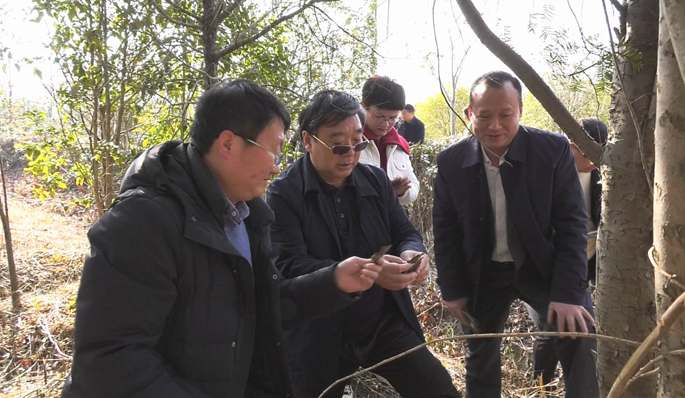 1圖為李澤庚（中）查看紅豆杉長勢_副本.jpg
