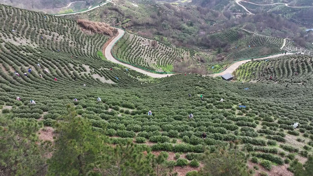 安徽桐城：春暖茶飄香 茶農采茶忙（桐城臺[00_02_06][20240326-152356].jpg
