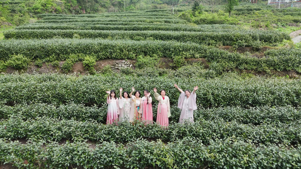 圖為游客游茶園。.jpg