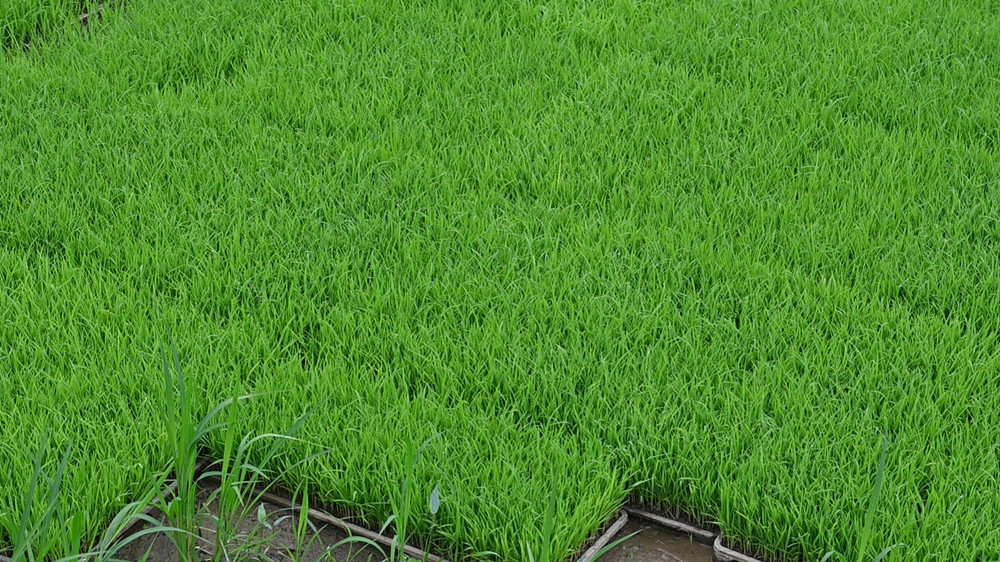 稻漁供養(1).jpg