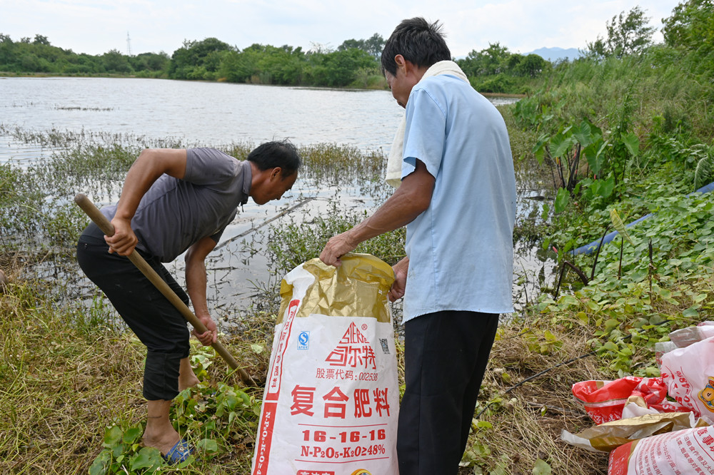 桐城青草鎮_稻蝦種養基地災后復產有序推進 (1).JPG