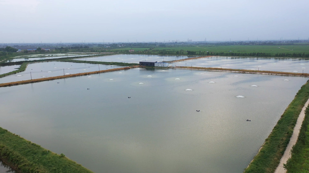 安徽桐城： 現代化養殖鮰魚 探索致富道路[00_01_31][20240814-110033].jpg