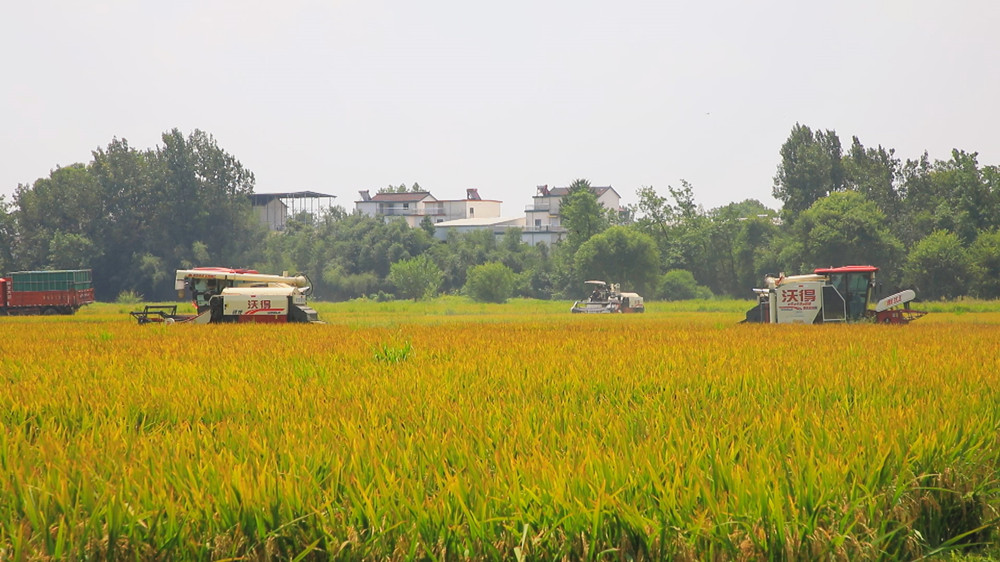 圖為種糧大戶組織的收割機(jī)正在來回穿梭收割水稻4.jpg