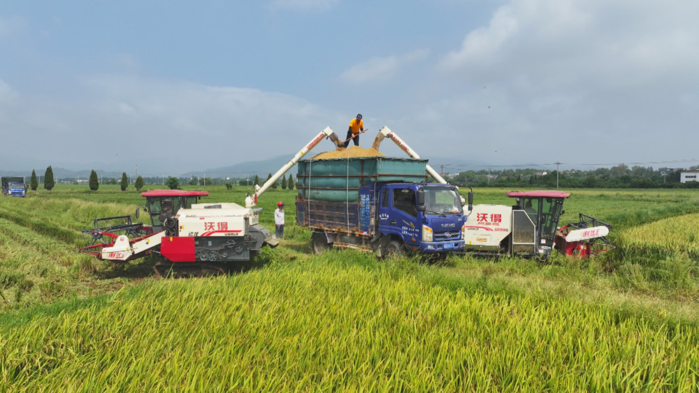 圖為收割機(jī)正在向運輸車卸下剛剛收割上來的稻谷.jpg