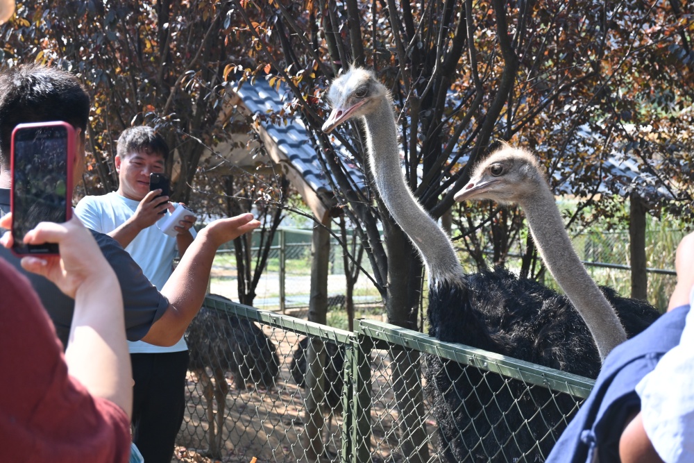 桐城動物園_副本.jpg