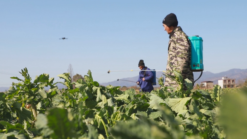 圖為在農(nóng)技人員的指導下，種植大戶正在組織農(nóng)戶給在田油菜積極噴施葉面肥抵御寒潮1.jpg