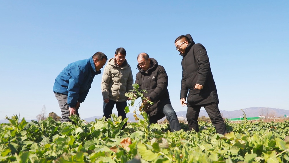 圖為農(nóng)技人員正在田間地頭指導油菜種植大戶應對此輪寒潮1.jpg