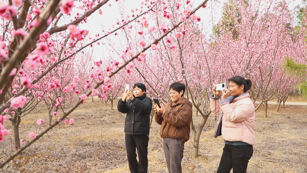 圖為游人在范崗鎮紅梅基地里打卡游玩1.jpg