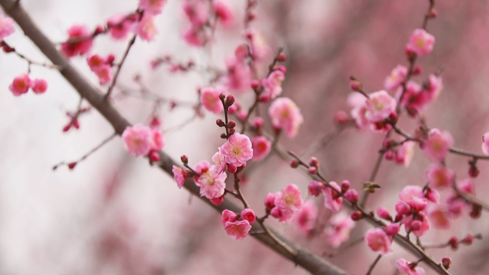 圖為范崗鎮梅花基地梅花盛開1.jpg