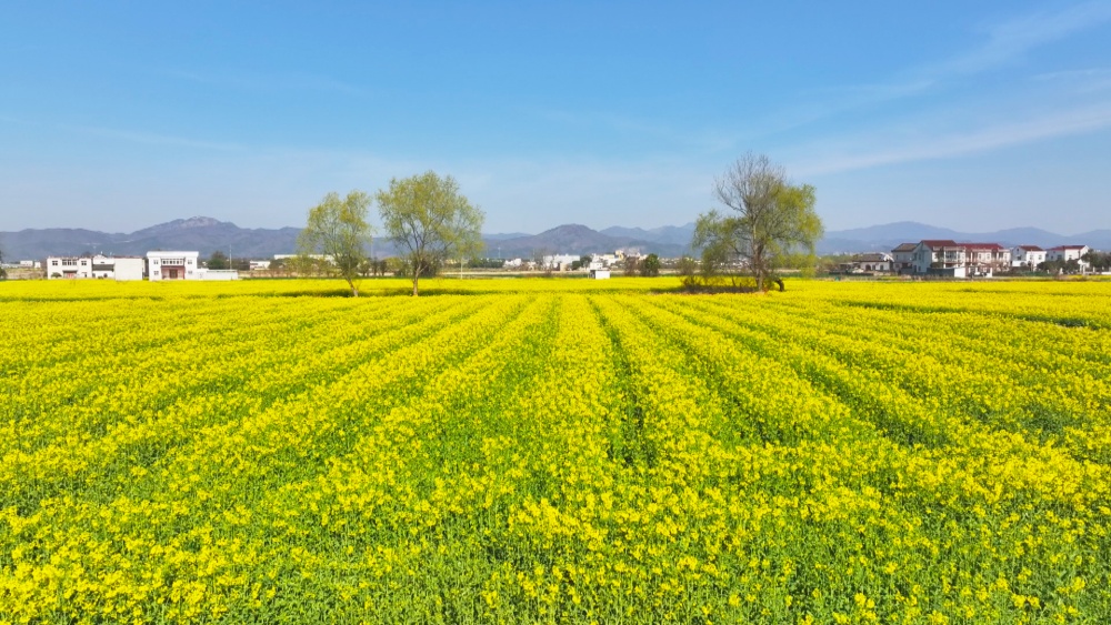 圖為范崗鎮楊村油菜花海3.jpg