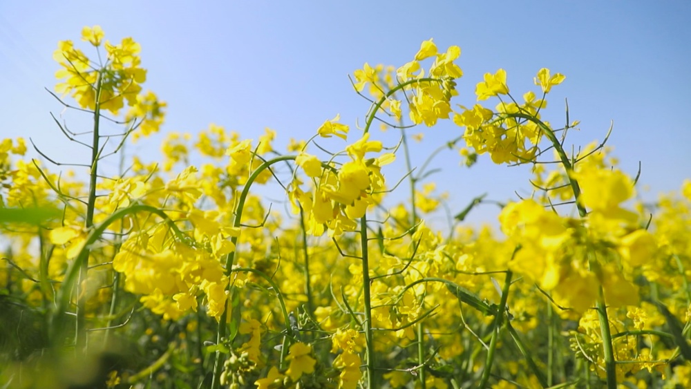 圖為范崗鎮楊村油菜花盛開正艷.jpg