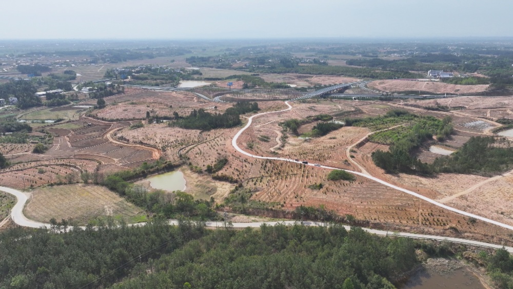 圖為青草鎮復興村復新生態林業種植基地.jpg