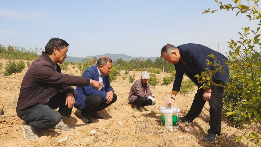 圖為當地農業技術人員正在指導村民播種桔梗.jpg