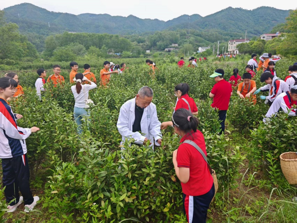 龍眠街道雙溪村：尋訪文脈茶香 體驗非遺傳承1_副本.jpg