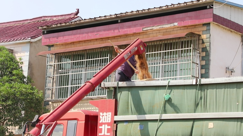 小麥收割.jpg