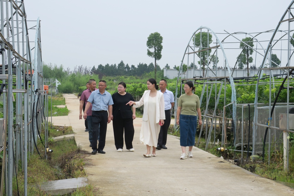 余方琴介紹智能灌溉技術和苗木長勢.JPG